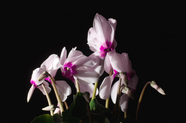 Обои картинки фото цветы, цикламены, розовый