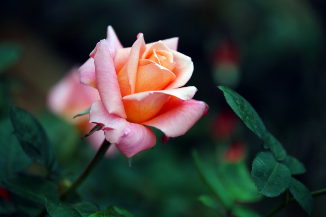 Обои картинки фото цветы, розы, бутон