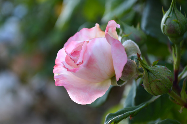 Обои картинки фото цветы, розы, нежность