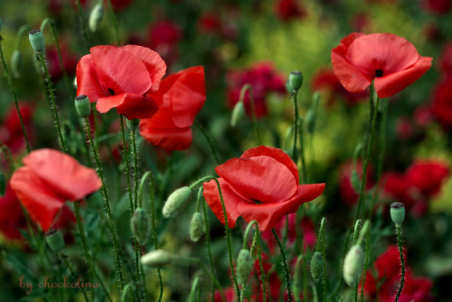 Обои картинки фото цветы, маки, красный