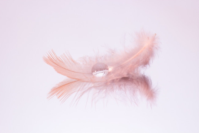 Обои картинки фото разное, капли,  брызги,  всплески, розовый, капля, перо