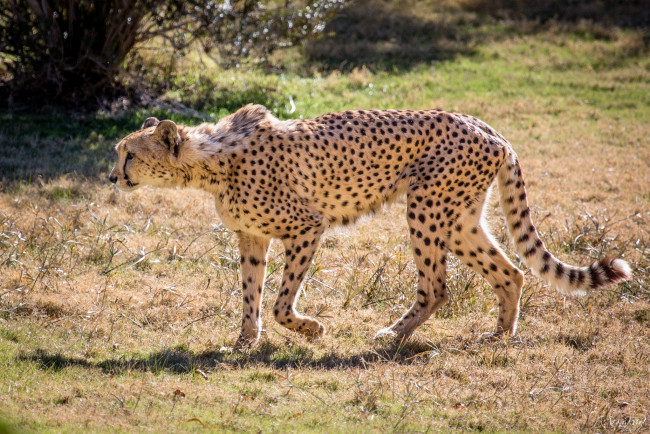 Обои картинки фото животные, гепарды, гепард