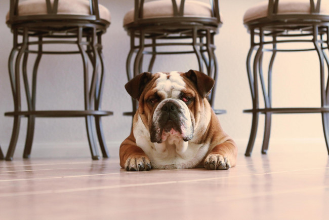 Обои картинки фото животные, собаки, морда