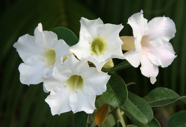 Обои картинки фото цветы, адениум , пустынная роза, пустынная, роза