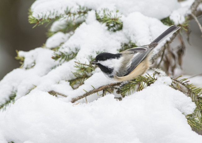 Обои картинки фото животные, синицы,  лазоревки, снег, синичка