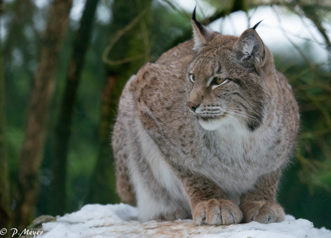 Обои картинки фото животные, рыси, рысь