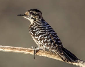 Картинка животные дятлы птичка