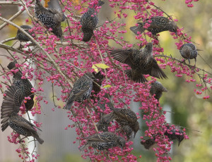 Картинка животные вороны +грачи +галки стая цветы цветение ветки куст грачи птицы