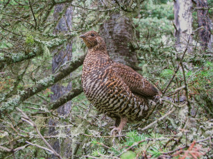 Картинка животные куропатки +рябчики +перепела куропатка