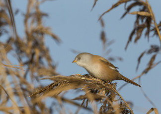 Картинка животные птицы растения трава птичка осень небо