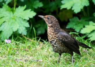 Картинка животные птицы птичка