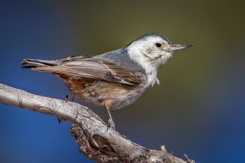 Картинка животные птицы птичка