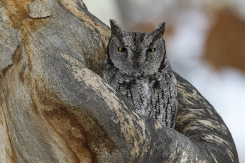 Картинка животные совы сова