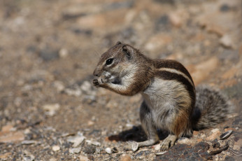 Картинка животные бурундуки природа бурундук зверёк грызун