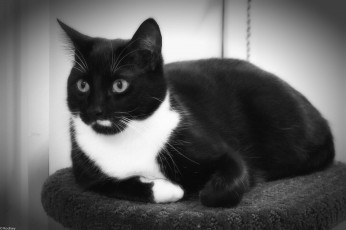 Картинка животные коты коте ушки усы взгляд киса