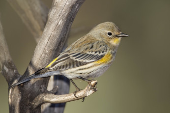 Картинка животные птицы птичка