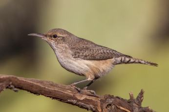 Картинка животные птицы птичка