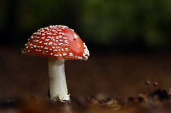 Картинка природа грибы +мухомор шляпка