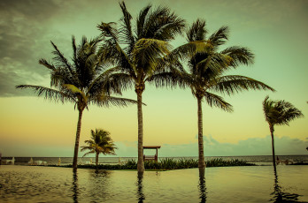 Картинка природа тропики пальмы океан