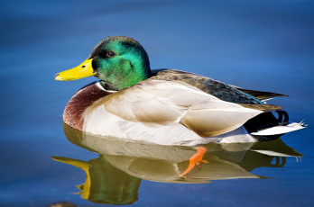 Картинка животные утки утка