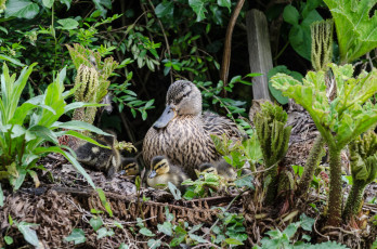 Картинка животные утки утка птенцы