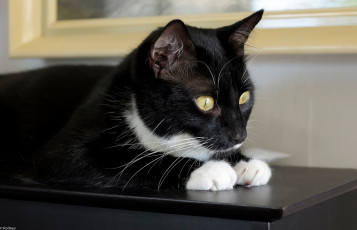 Картинка животные коты усы взгляд коте ушки киса