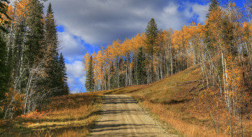 Картинка природа дороги лес осень