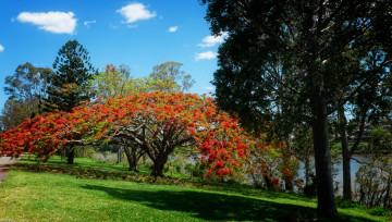 Картинка природа деревья поляна небо река парк облака разные