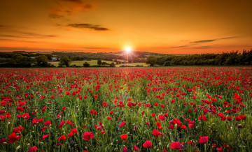 Картинка природа восходы закаты солнце маки поле