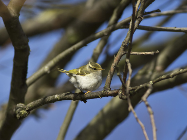 Обои картинки фото животные, птицы, ветки, птица