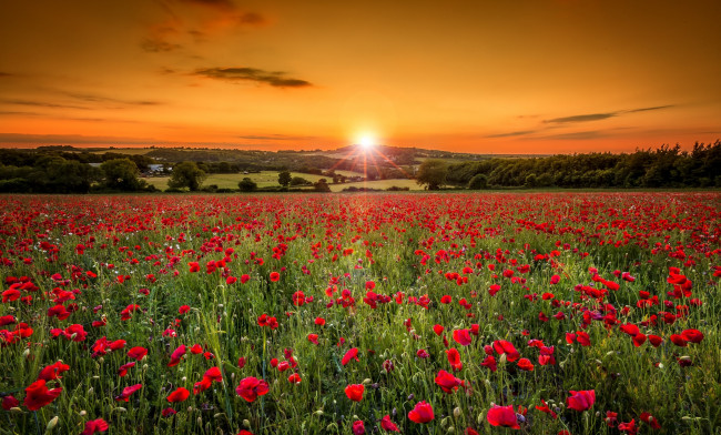 Обои картинки фото природа, восходы, закаты, солнце, маки, поле