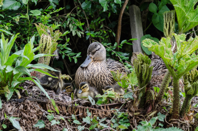 Обои картинки фото животные, утки, утка, птенцы