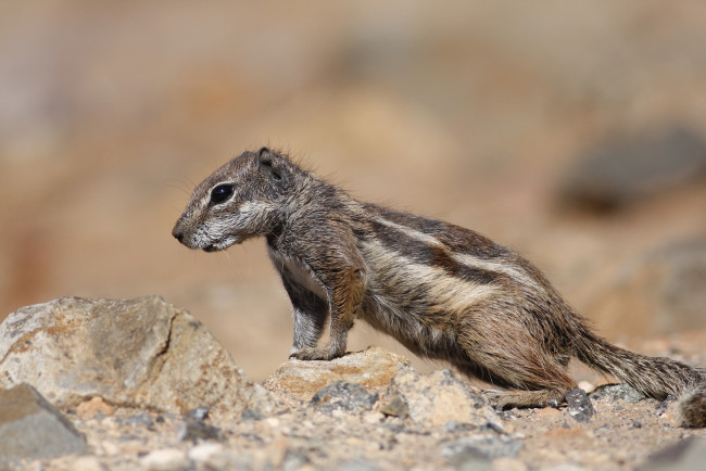 Обои картинки фото животные, бурундуки, бурундук, природа, грызун, зверёк