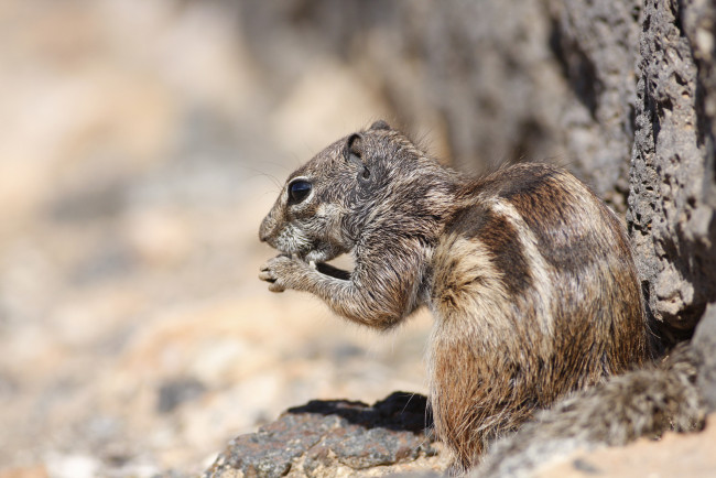Обои картинки фото животные, бурундуки, грызун, зверёк, природа, бурундук