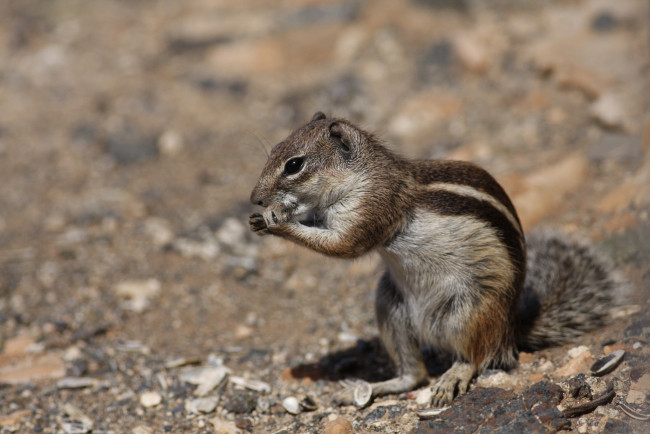 Обои картинки фото животные, бурундуки, природа, бурундук, зверёк, грызун