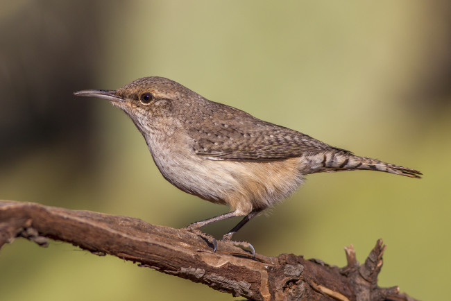 Обои картинки фото животные, птицы, птичка