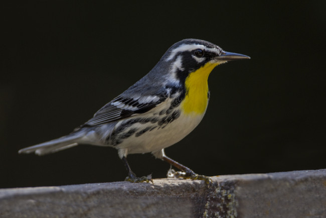 Обои картинки фото животные, птицы, птичка