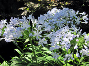 Картинка цветы агапантус+ африканская+лилия соцветия