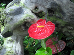 Картинка цветы антуриум+ цветок+фламинго алый