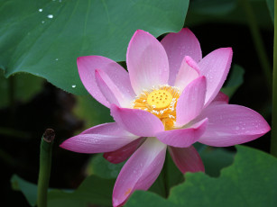 Картинка цветы лотосы фон лепестки макро листья