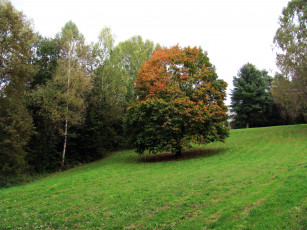 Картинка природа деревья трава