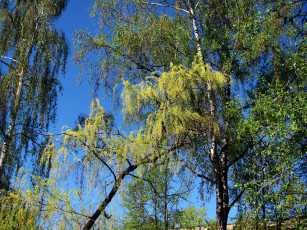 Картинка природа деревья весна березки