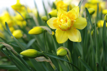 Картинка цветы нарциссы нарцисс желтый макро