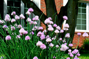 Картинка цветы аллиум+ декоративный+лук лук декоративный