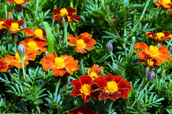 Картинка цветы бархатцы яркий