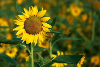 Картинка цветы подсолнухи лепестки фон