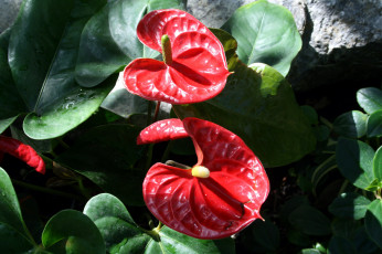 Картинка цветы антуриум+ цветок+фламинго алый