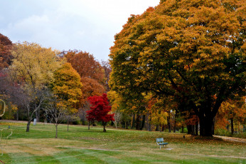 Картинка природа парк деревья осень