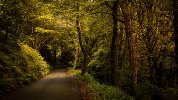 Картинка природа дороги лес дорога