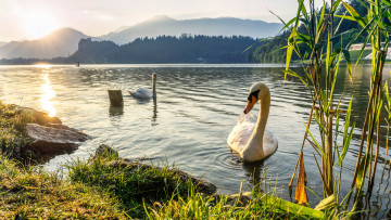 Картинка животные лебеди озеро